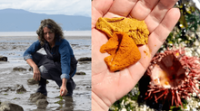 Sea foraging in Vancouver