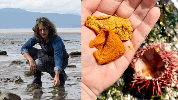 Sea foraging in Vancouver