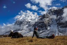 Basking in the sun in Lhonak, Kanchenjuga, Nepal