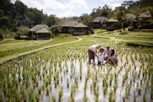 Subak Farming at Mandapa, a Ritz-Carlton Reserve