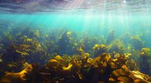 Underwater view of kelp forest