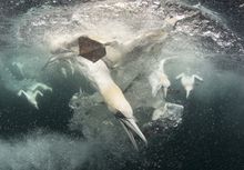 Shetland seabird tours, Scotland