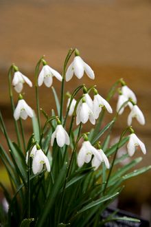 Snowdrops at Cambo Gardens, Fife