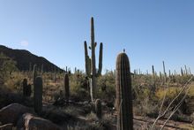 Tucson Recognized in BBC’s 25 Best Places to Travel in 2025