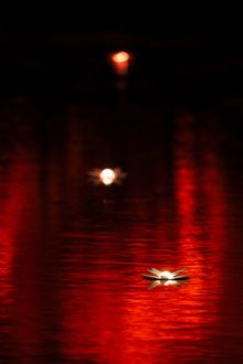 Illuminated lillies: life-size replicas of those within the Resort's wallum wetlands. 