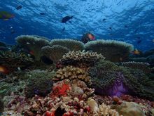 Bawe Island's new marine reserve boasts glorious coral reefs