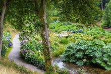 Path through th trees in Trebah Gardens in Cornwall