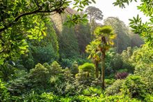 Botanical gardens in Trebah Gardens in Cornwall