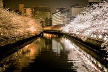 Oedo Fukagawa Sakura Festival 1