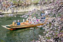 Oedo Fukagawa Sakura Festival 1