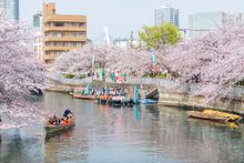 Oedo Fukagawa Sakura Festival 1