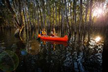 The Murray River, Barmah National Park