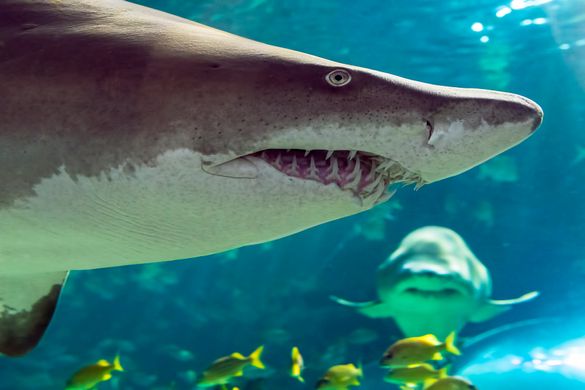 Lemon and nurse sharks are just two of the species of sharks that inhabit the Dangerous Lagoon at Ripley's Aquariium of Canada.