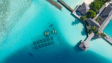 Sheraton Maldives Full Moon Resort & Spa - Coral Restoration Site