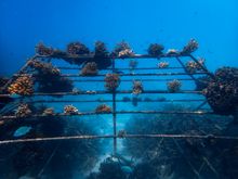 Sheraton Maldives Full Moon Resort & Spa - Corals on Pyramid
