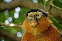 Western Red Colobus Monkey