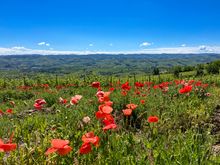 A taste of Piedmont - Eurohike Hiking Holidays
