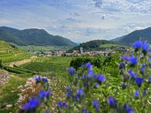 Welterbesteig Wachau | Eurohike Wanderreisen