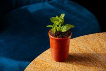 Plant-ish