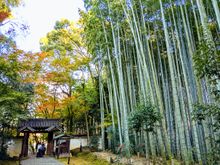 Jizo-in Bamboo Temple