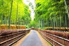 Bamboo Path