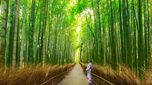 Forest bathing guided nature walk in Kyoto 