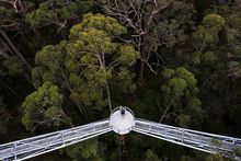 Valley of the Giants Tree Top Walk