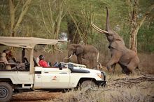 Game drive at Finch Hattons