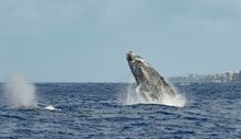Whale watching in Hawaii will be among the highlights