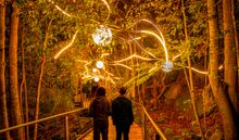 Light canopy in the rainforest 