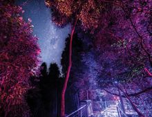 Rainforest boardwalk with stary sky at Nocturnal