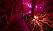 The illuminated language of the forest 