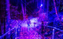 Starlight rainforest at Scenic World 