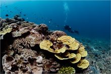 Healthy coral surrounding Lady Musgrave Island
