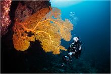 Healthy coral surrounding Lady Musgrave Island