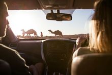 Silverton Camels, near Broken Hill in Outback NSW