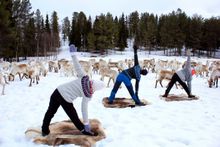 Reindeer yoga at Kujala Reindeer Farm in Ruka, Finland