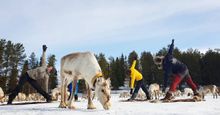 Reindeer yoga at Kujala Reindeer Farm in Ruka, Finland
