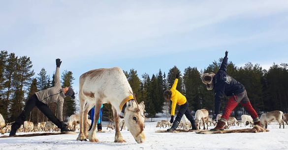 Reindeer yoga at Kujala Reindeer Farm in Ruka, Finland Reindeer yoga at Kujala Reindeer Farm in Ruka, Finland