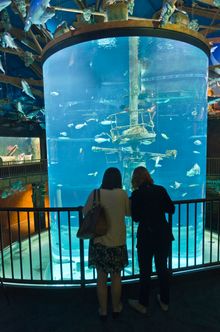 Wonders of Wildlife Museum & Aquarium opens Sept. 21 in Springfield, Missouri.