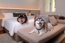 Amara Sanctuary Sentosa - Pampered Paws - Courtyard Suite
