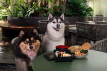 Amara Sanctuary Sentosa - Furkid Breakfast at Sanctuary Tearoom Alfresco
