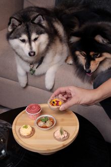 Amara Sanctuary Sentosa - Furkid High Tea Set