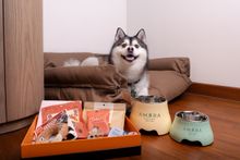 Amara Sanctuary Sentosa - Pampered Paws - Furkid Stay Amenities