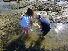 Seashore Safari with Thanet Coast Project