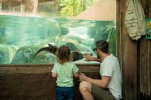 Families can interact with native wildlife at the WNC Nature Center. 