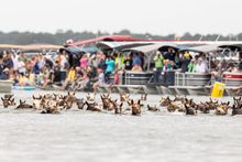 Chincoteague Pony Swim