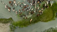 Chincoteague Pony Swim
