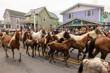 Chincoteague Pony Swim