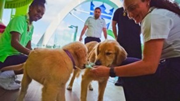 Chief Dog Officers Sailor and Rover officially met for the first time on Royal Caribbean’s Icon of the Seas. The Icon Class pups will soon double the memories made by vacationers of all ages when Sailor joins the ultimate family vacation on Star of the Se Chief Dog Officers Sailor and Rover officially met for the first time on Royal Caribbean’s Icon of the Seas. The Icon Class pups will soon double the memories made by vacationers of all ages when Sailor joins the ultimate family vacation on Star of the Se